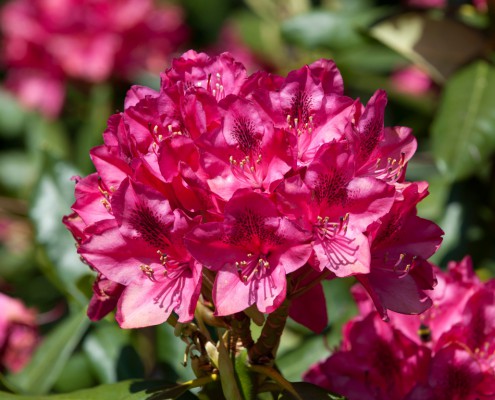 Rododendrons in Twickel