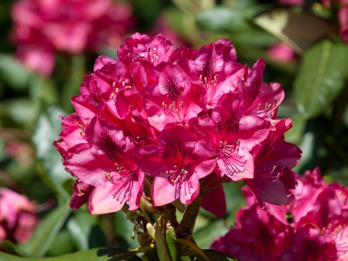 Rododendrons in Twickel