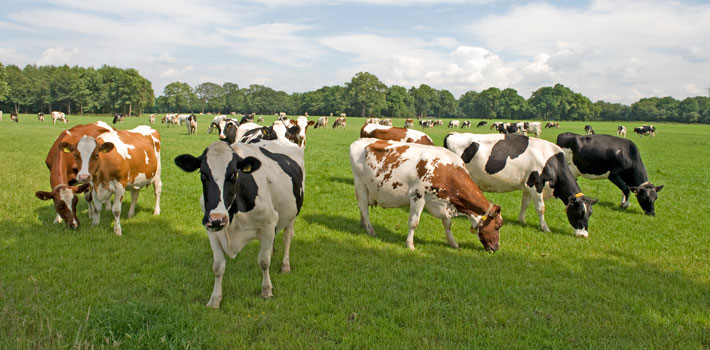 Koeien op landgoed Twickel